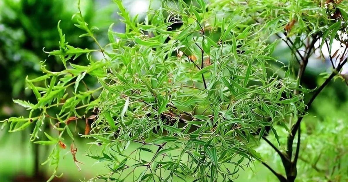 Bạn có biết công dụng của món ăn từ lá đinh lăng, thứ được ví như 'nhân sâm' của người nghèo