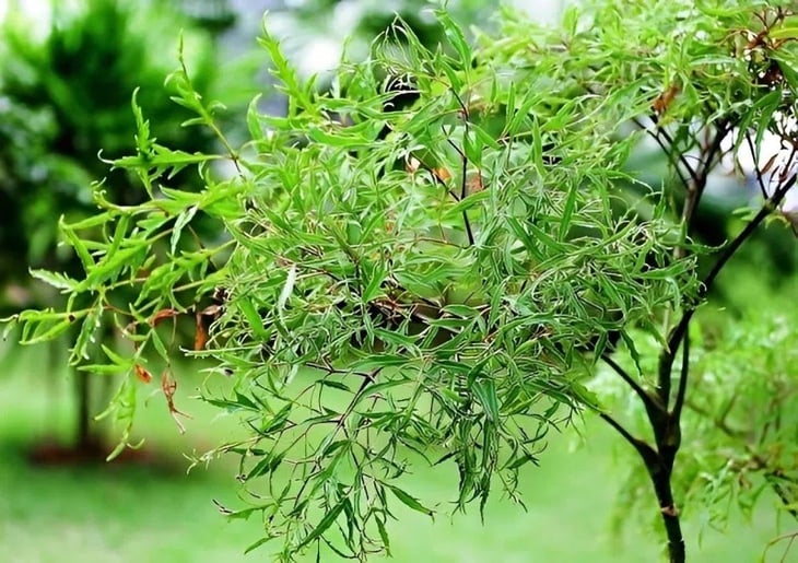 lá đinh lăng - Ảnh 1.