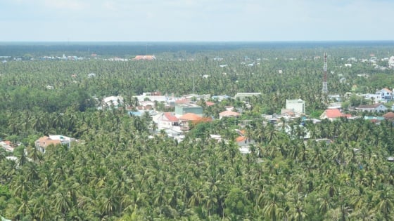 Ba trụ cột phát triển ngành dừa thích ứng biến đổi khí hậu