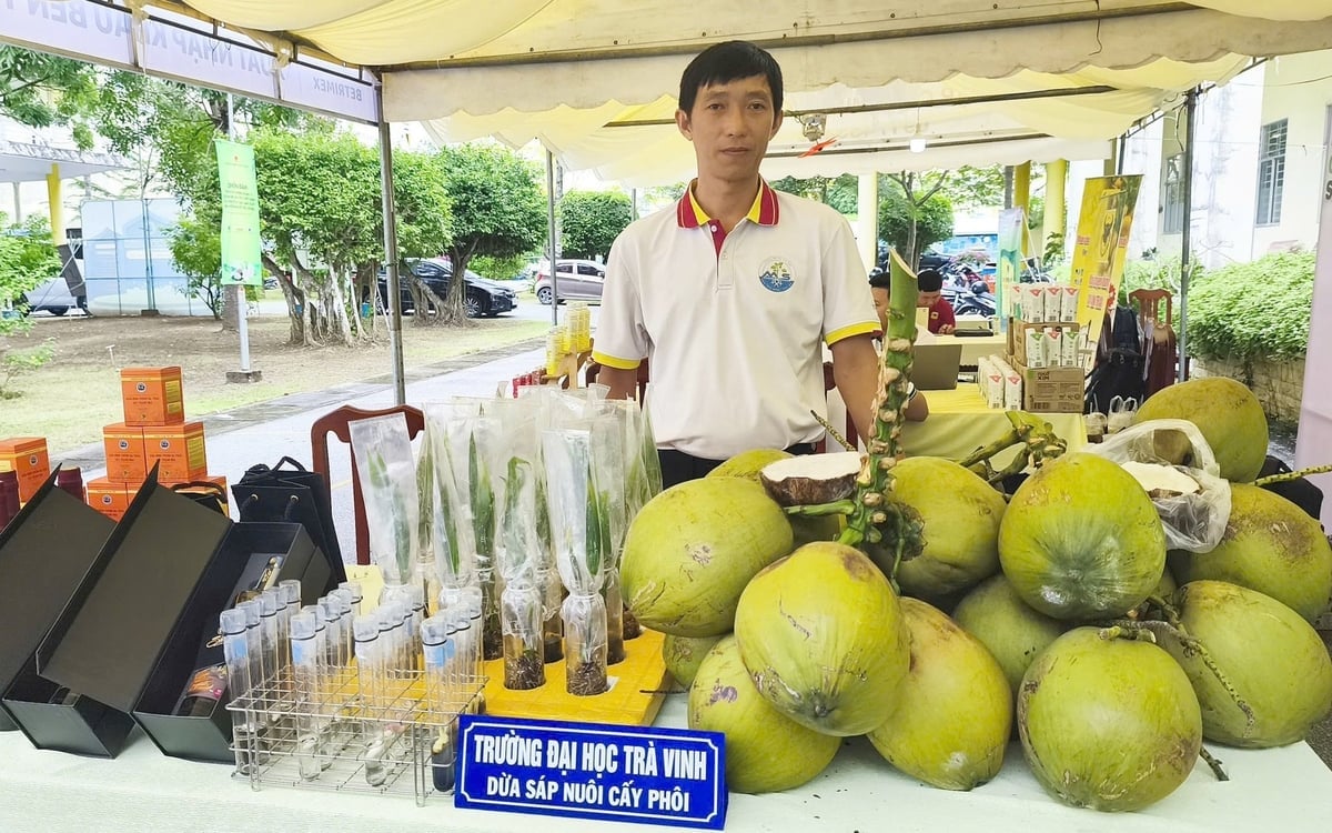 Giống dừa sáp nuôi cấy phôi của Trường Đại học Trà Vinh. Ảnh: Thanh Bạch.
