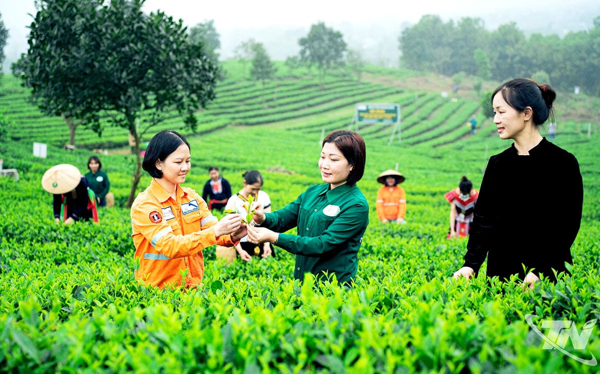 La Sra. Dao Thi Thuc (de pie en el centro) dedicó todo su corazón a construir la marca de té Nhat Thuc con su famoso y delicioso sabor.