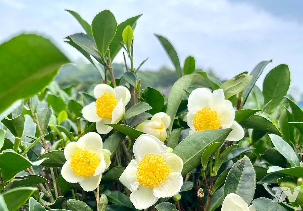 Las flores de té verde están en plena floración.
