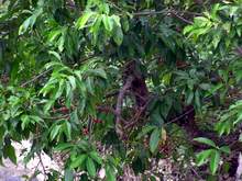 Lá vối - nước giải khát và thuốc chữa bệnh