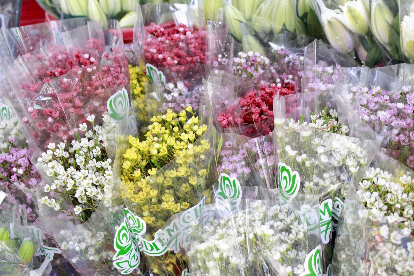 ចំណងជើងរូបថត