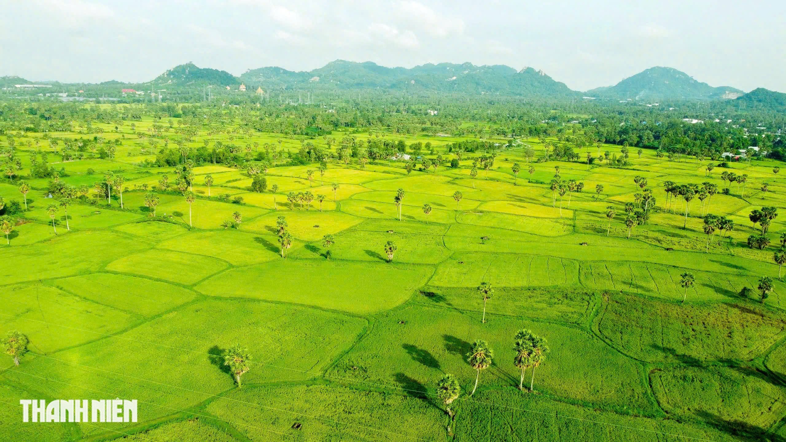 Cánh đồng thốt nốt - Ảnh 1.