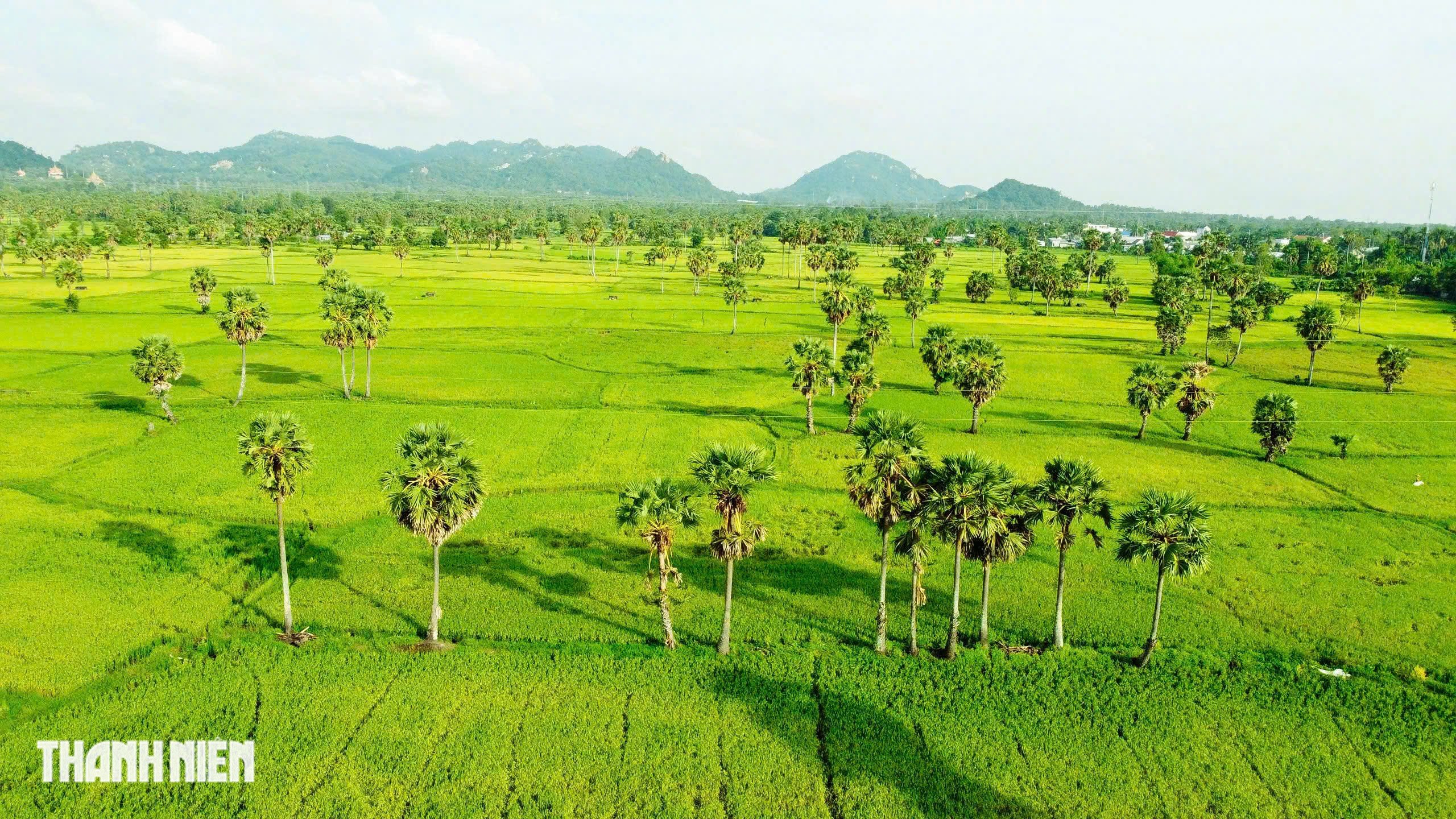 Cánh đồng thốt nốt - Ảnh 2.