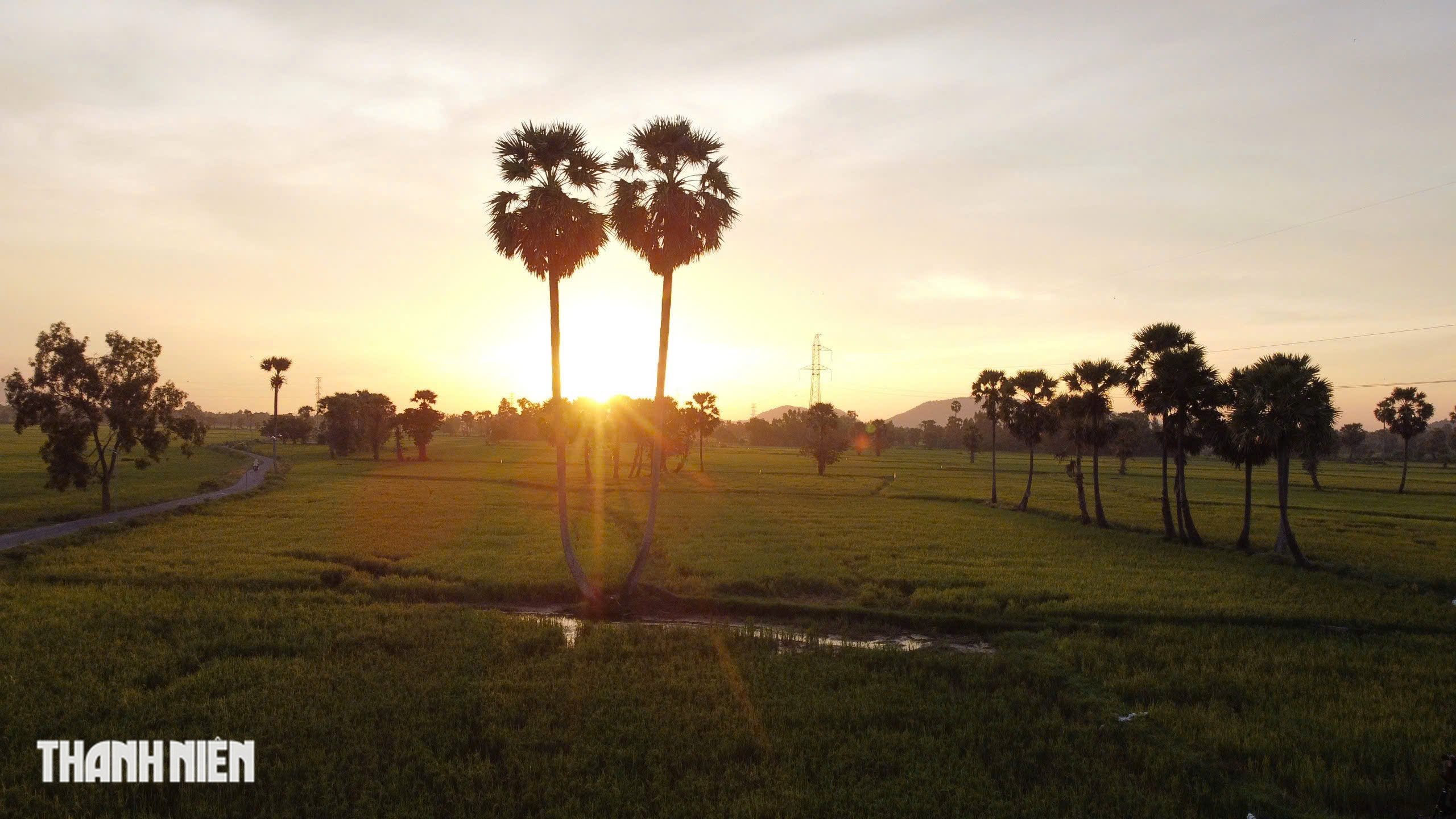 Cánh đồng thốt nốt - Ảnh 3.