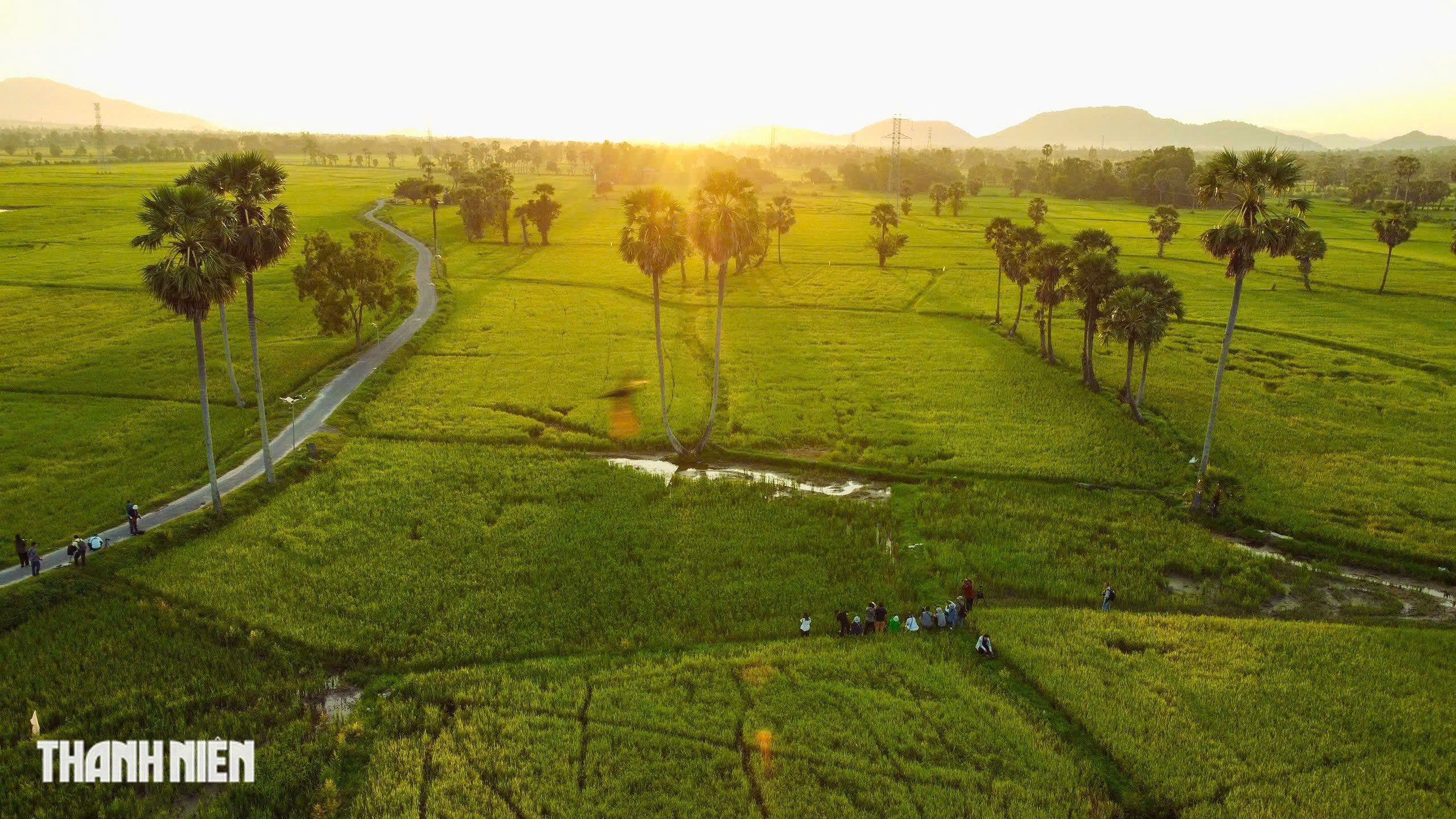 Cánh đồng thốt nốt - Ảnh 4.