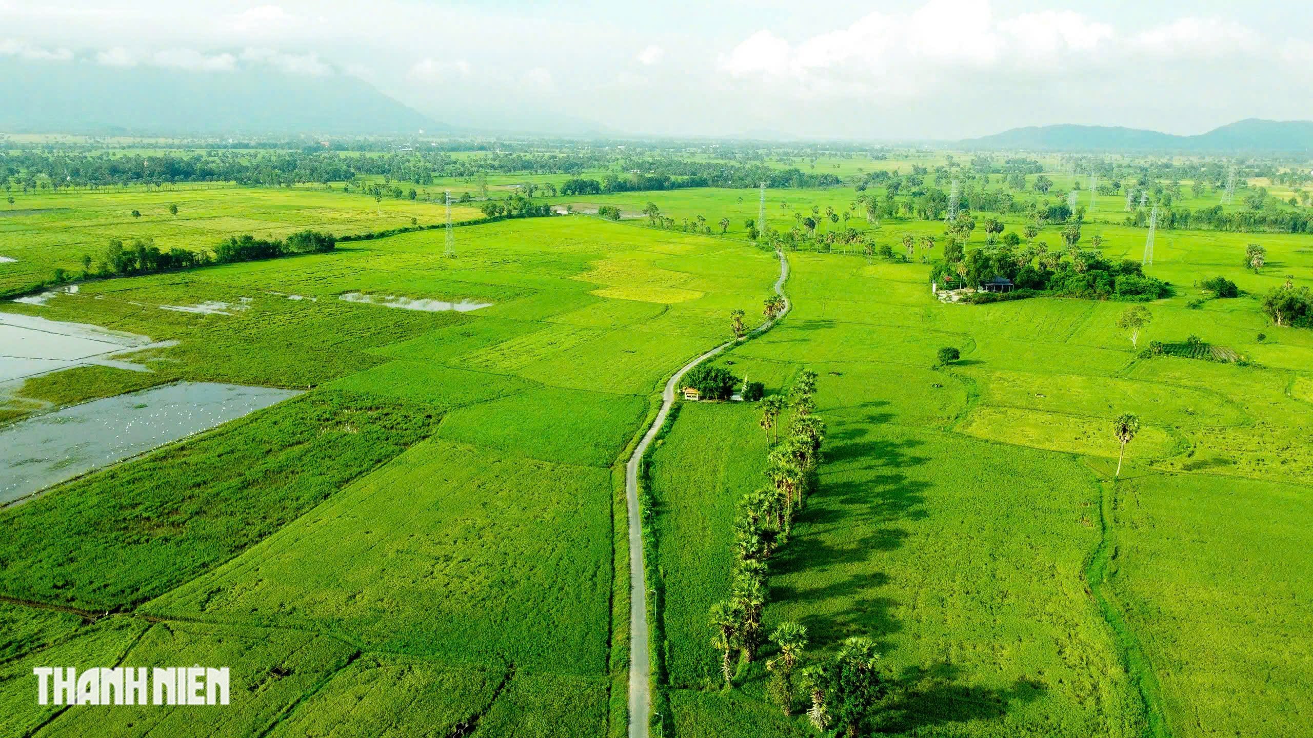 Cánh đồng thốt nốt - Ảnh 5.