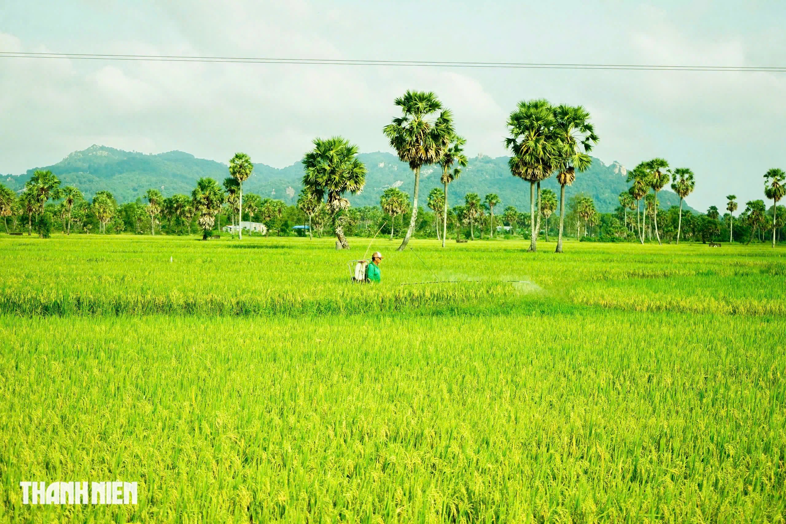 Cánh đồng thốt nốt - Ảnh 6.