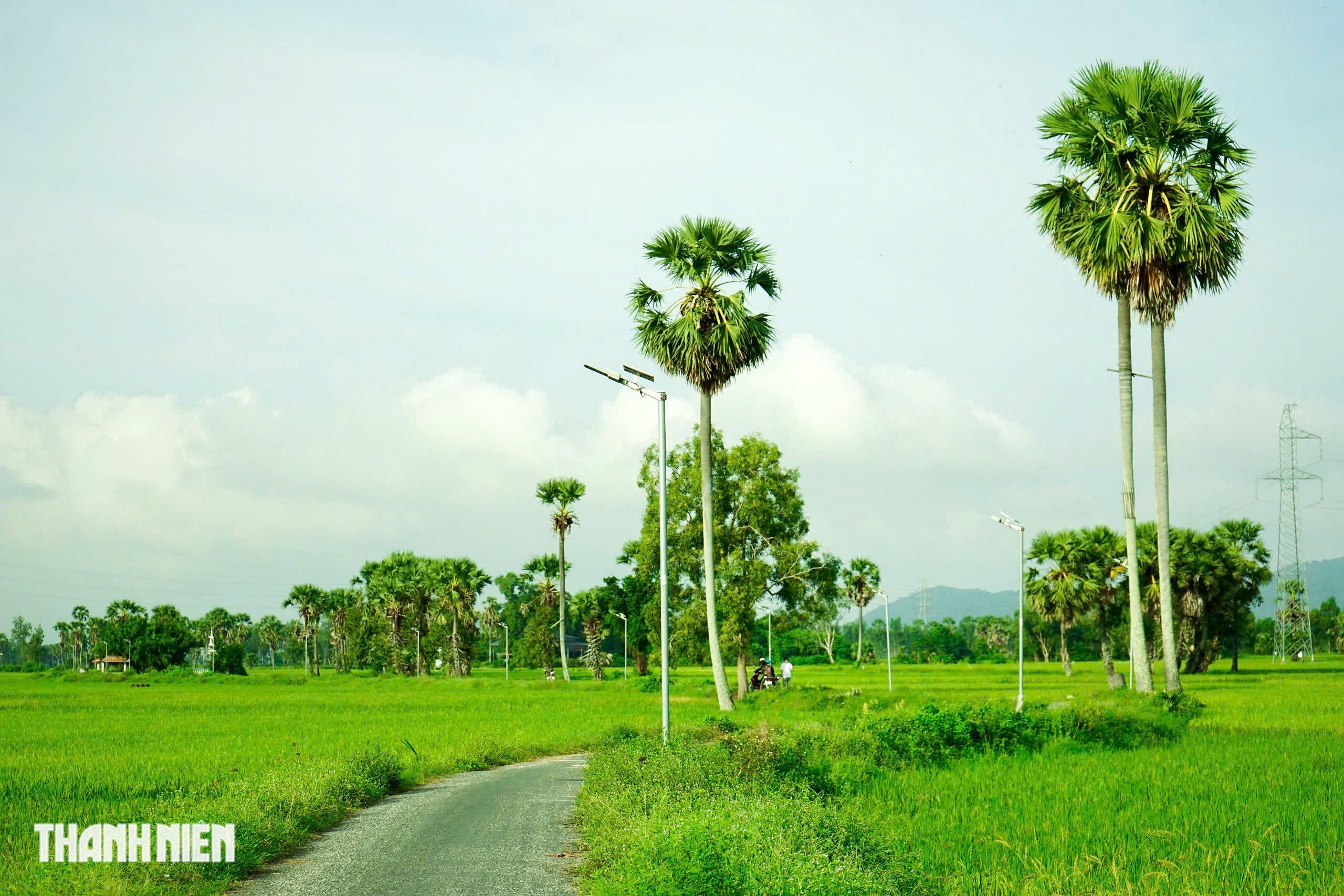 Cánh đồng thốt nốt - Ảnh 7.