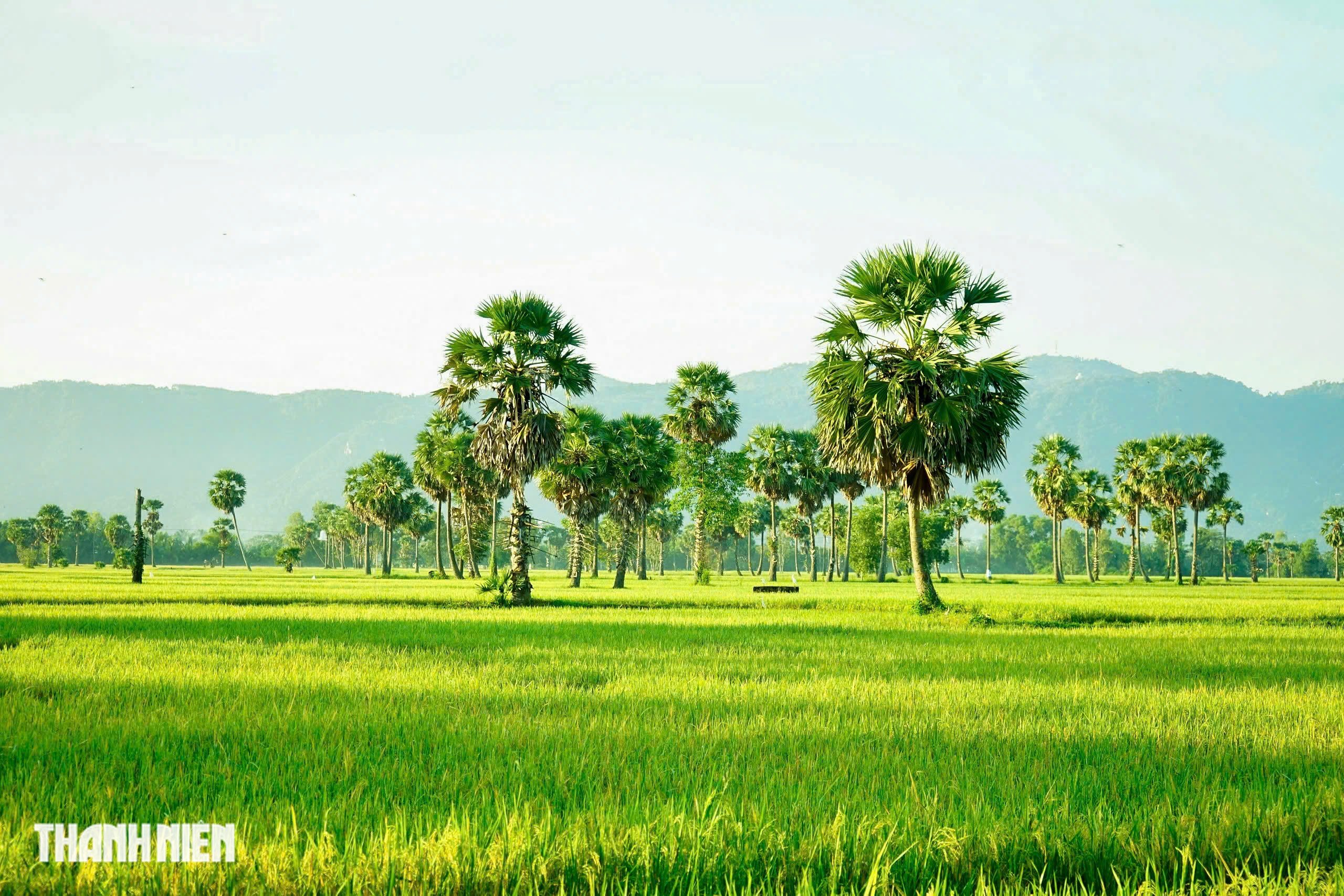 Cánh đồng thốt nốt - Ảnh 8.