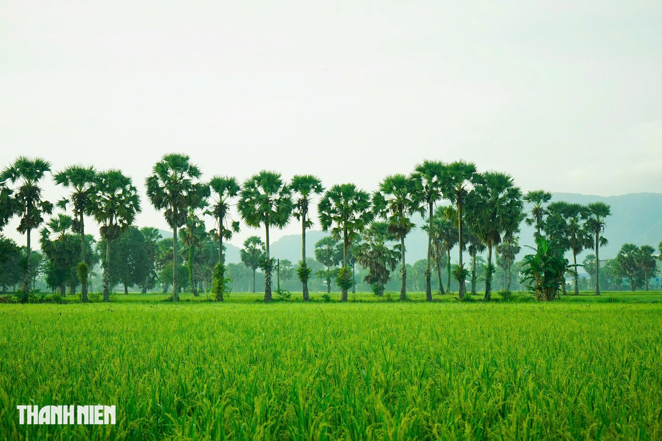 Cánh đồng thốt nốt - Ảnh 9.