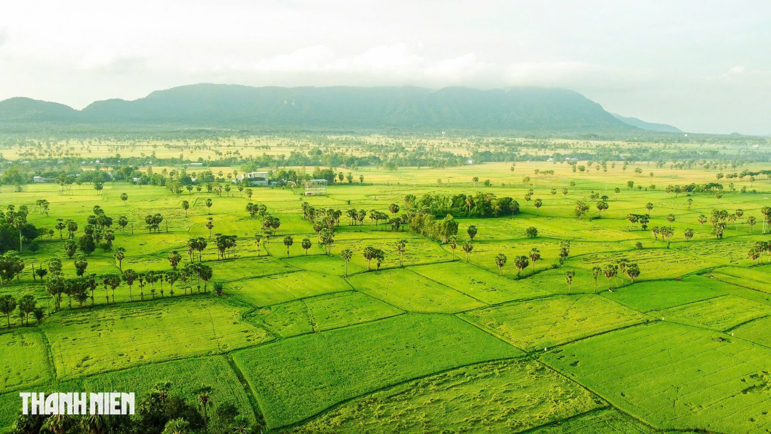 Cánh đồng thốt nốt - Ảnh 10.