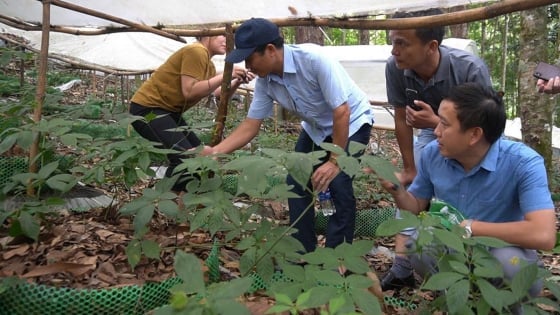 Quảng Ngãi đưa cây dược liệu thành sản phẩm chủ lực