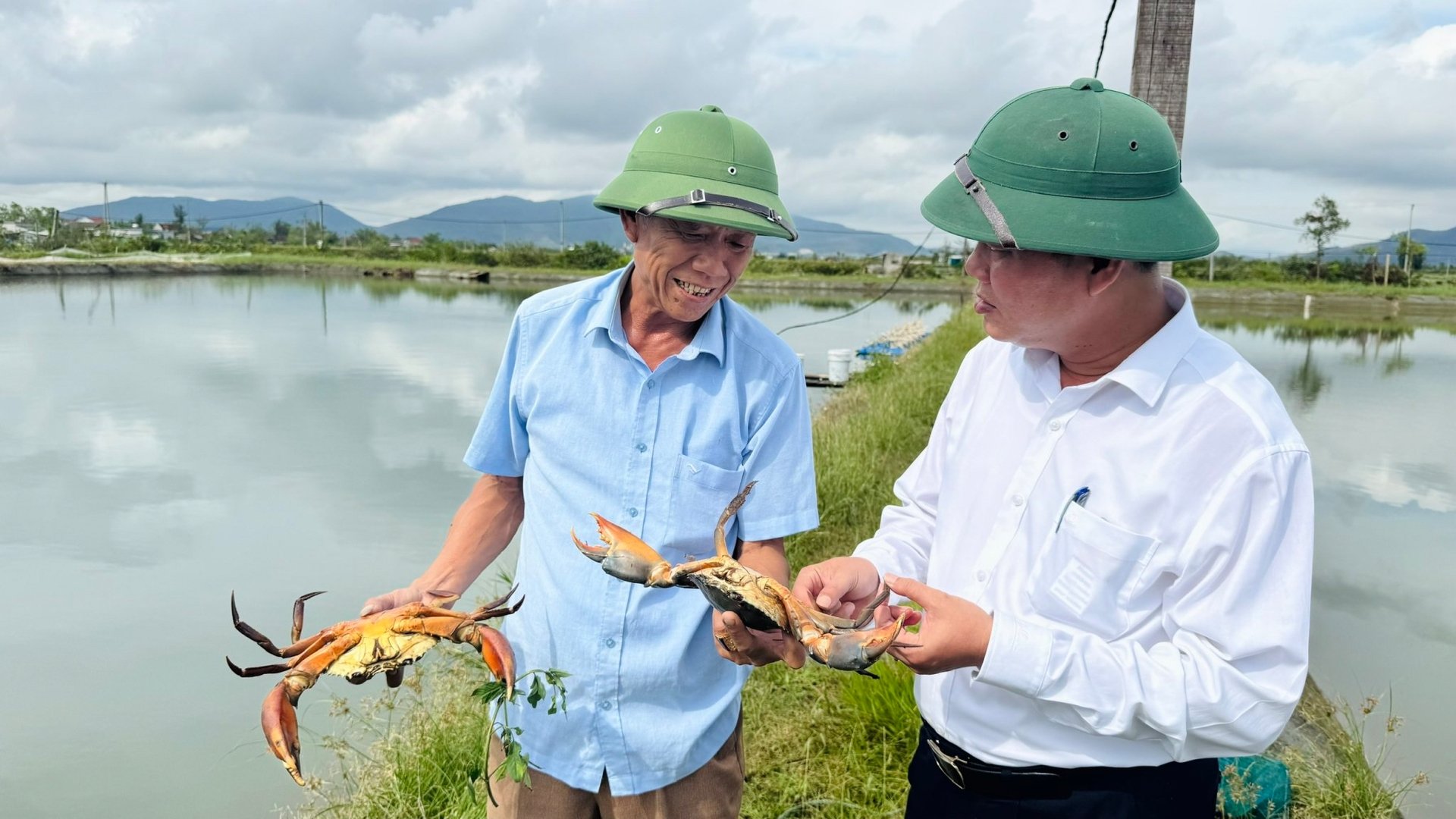 Cua biển nuôi 2 giai đoạn có chất lượng thịt chắc, ít bị hao hụt. Ảnh: Ánh Nguyệt.
