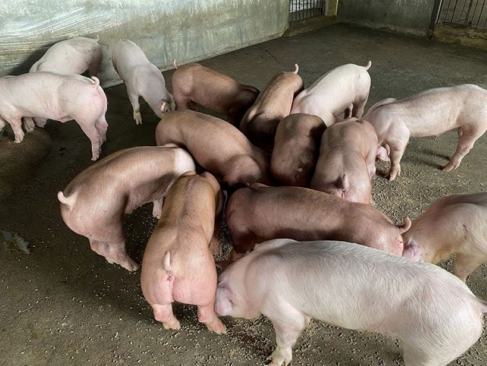 ราคาหมูวันที่ 17 พฤศจิกายน 2568 แนวโน้มขาขึ้นภาคเหนือ