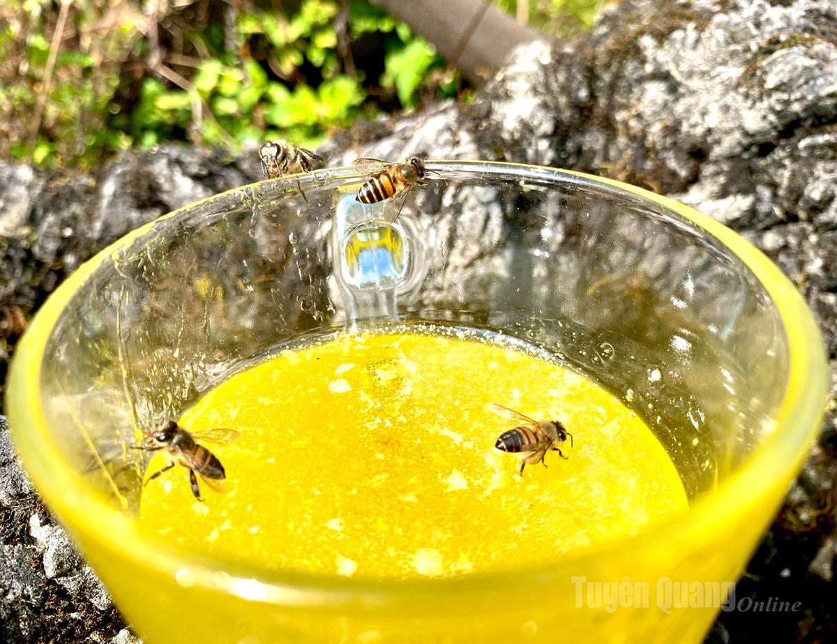 اجتهاد النحل والإنسان في إنتاج عسل الليمون الأصفر، وهو تخصص فريد من نوعه في هضبة دونج فان الحجرية.