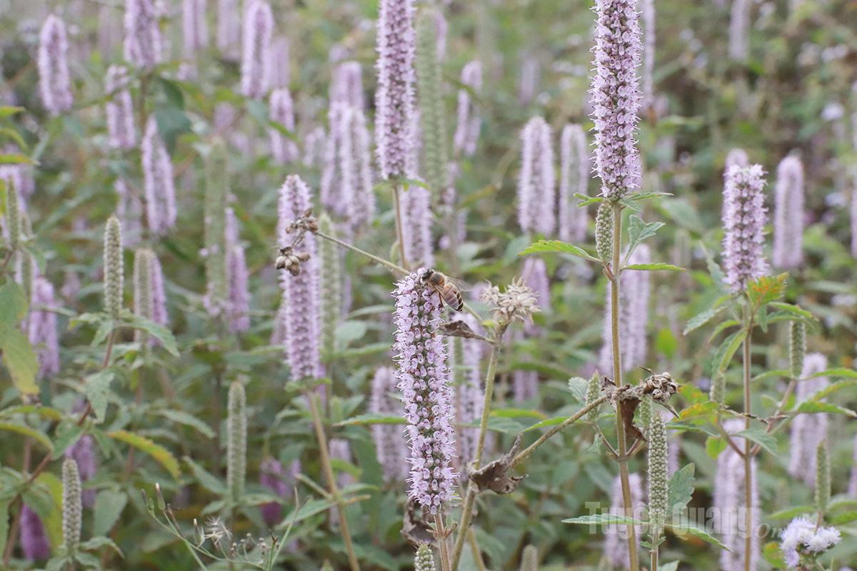 تزهر أزهار النعناع باللون الأرجواني على سفوح الجبال الصخرية عندما يكون هناك ضباب شتوي بارد.