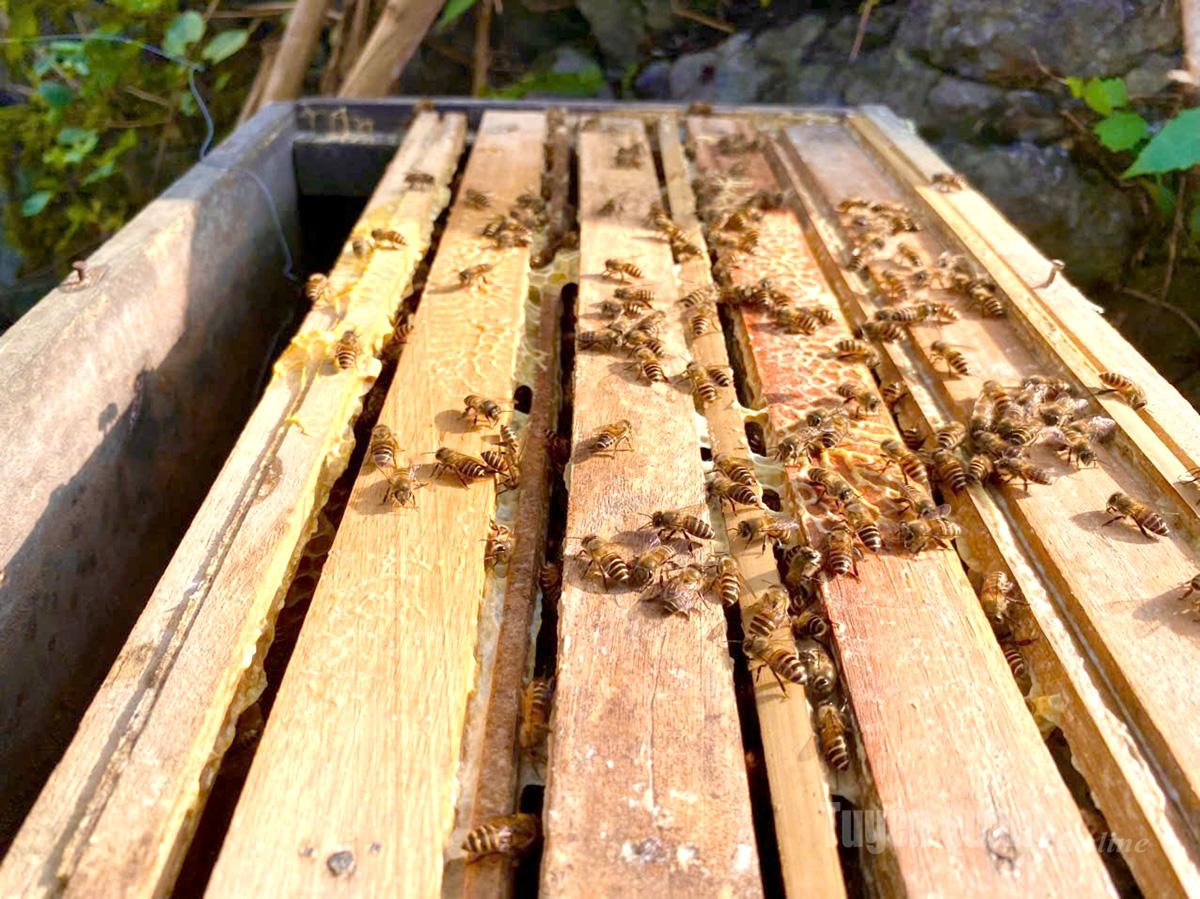 النحل المحلي الصغير والمجتهد في المنطقة الصخرية.