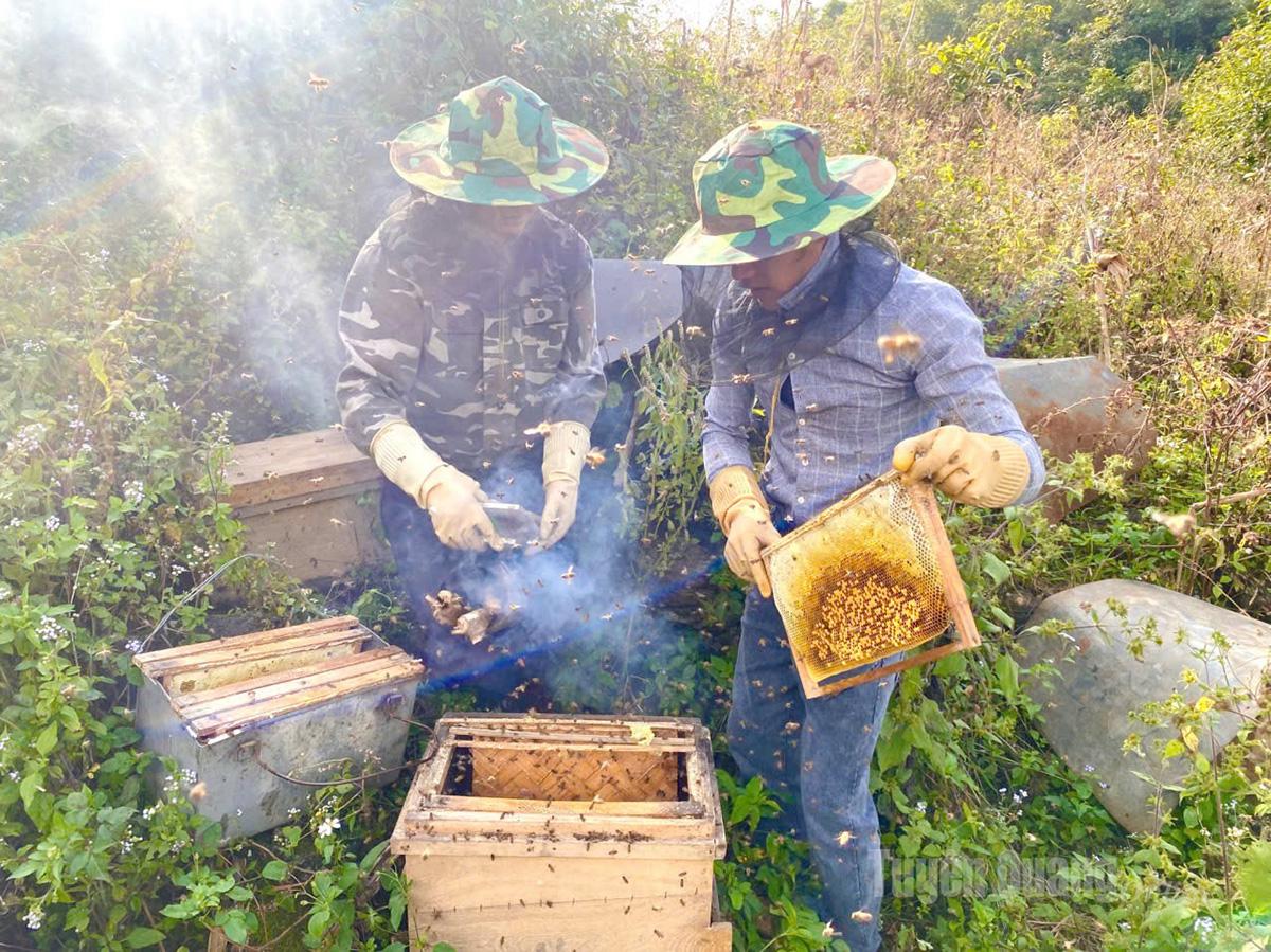 يوجد في هضبة دونج فان الحجرية حاليًا حوالي 50 ألف مستعمرة للنحل، ويبلغ إنتاج العسل السنوي أكثر من 240 طنًا.