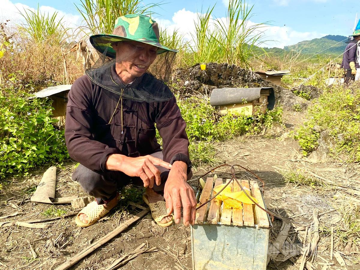 في كل مرة يجمع فيها المزارعون العسل، لا يستطيعون تجنب التعرض للدغات النحل المحلي الصغير.