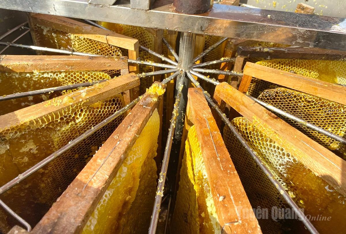 تتم إدارة جسور العسل الذهبية يدويًا لفصل العسل.