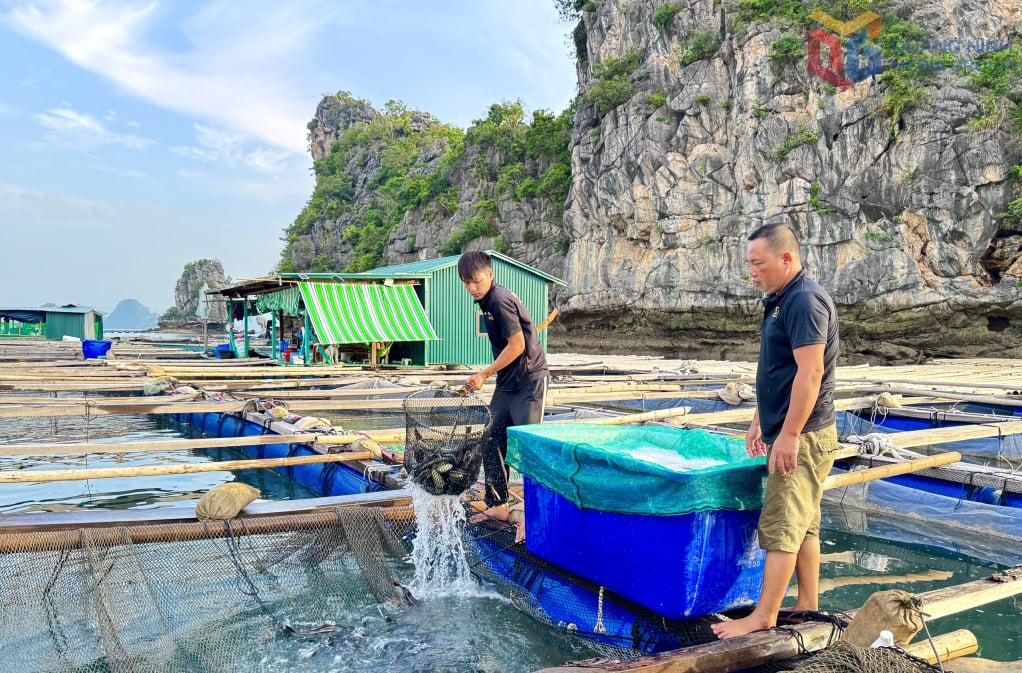 En la zona de la isla de Thang Loi, la gente cría peces en jaulas.