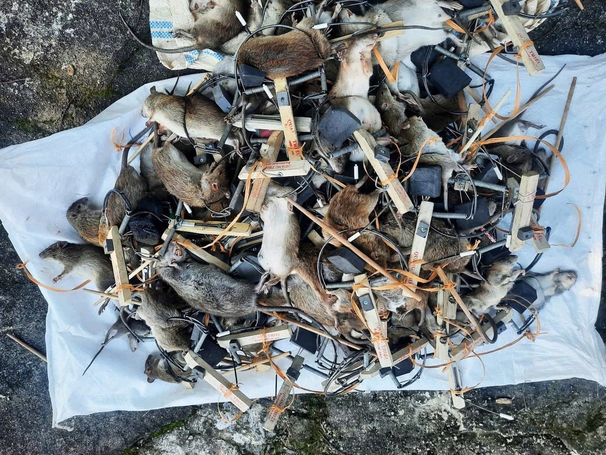 Diệt chuột bằng bẫy tại HTX Dịch vụ nông nghiệp Đông Lỗ (xã Ứng Hòa, Hà Nội). Ảnh: Dương Đình Tường.