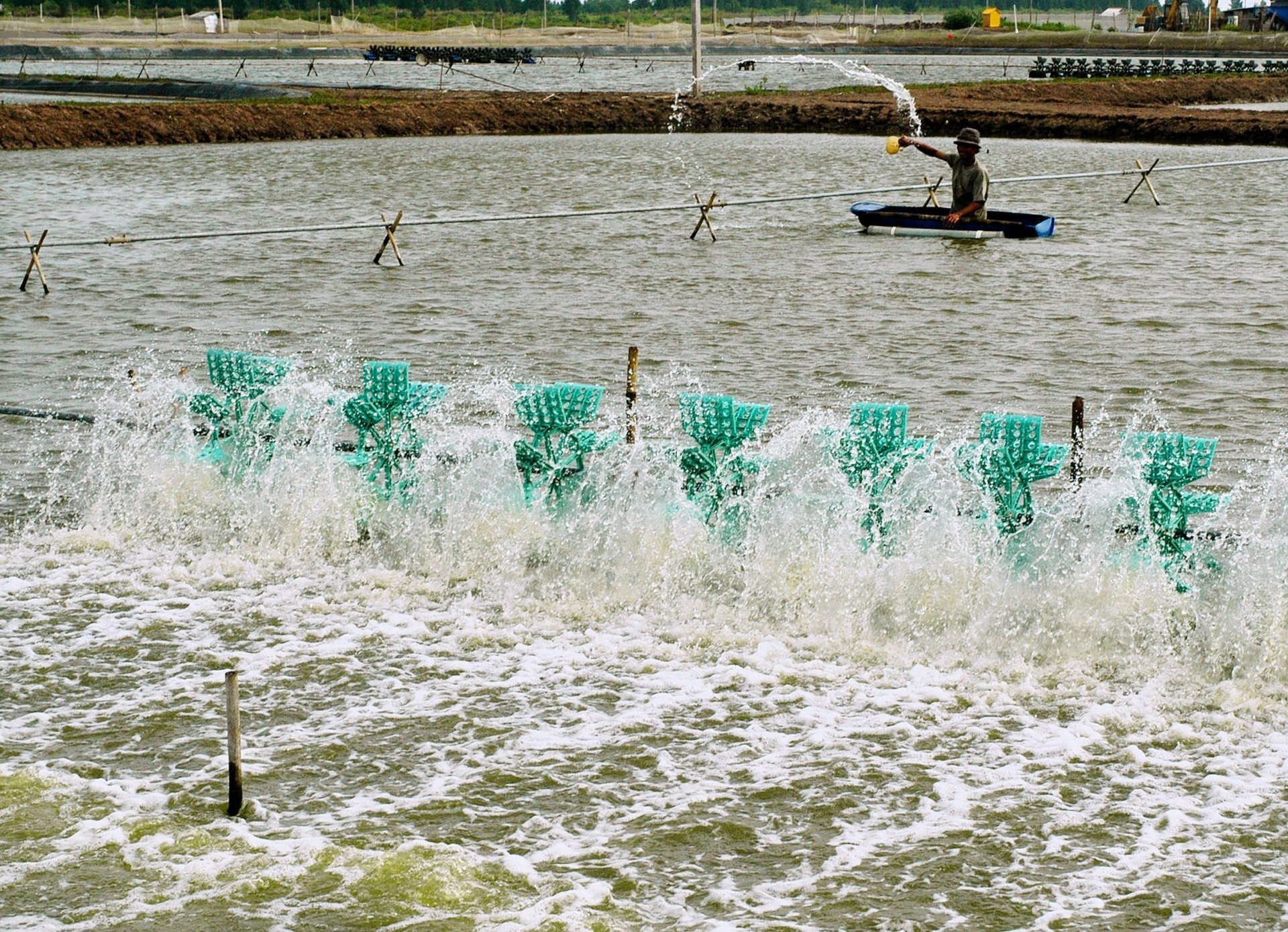 Tổng diện tích nuôi trồng thủy sản bị thiệt hại do dịch bệnh 10 tháng đầu năm 2025 là 6.746 ha. Ảnh: Hồng Thắm.