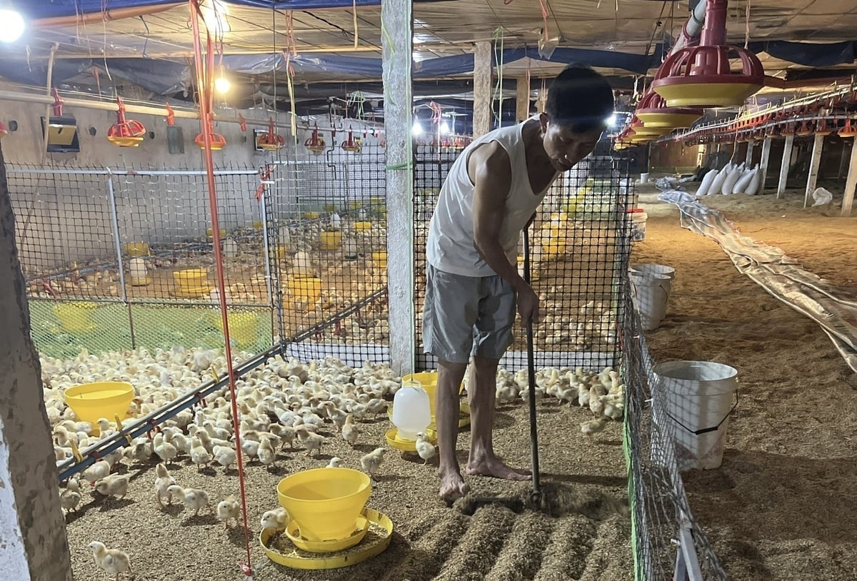 Регулярно чистіть сарай, щоб запобігти всім хворобам, допомагаючи курям стабільно рости. Фото: Чунг Дунг. Thường xuyên vệ sinh chuồng trại để phòng ngừa mọi thứ dịch bệnh, giúp đàn gà sinh trưởng ổn định. Ảnh: Trung Dũng.