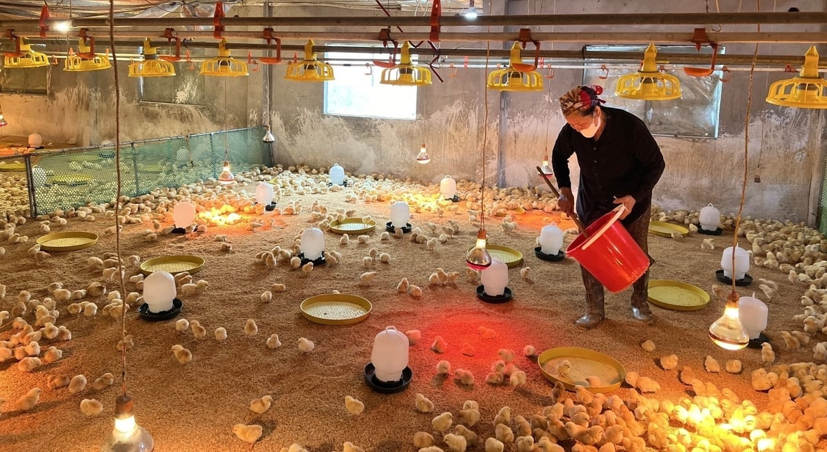 Кури родини пані Туонг отримують від дочірньої компанії необхідні породи, корм, вакцини, ветеринарні препарати та повні технічні інструкції. Фото: Чунг Дунг. Đàn gà của gia đình chị Thương được công ty liên kết cung cấp giống, thức ăn, vaccine, thuốc thú y và hướng dẫn kỹ thuật đầy đủ. Ảnh: Trung Dũng.