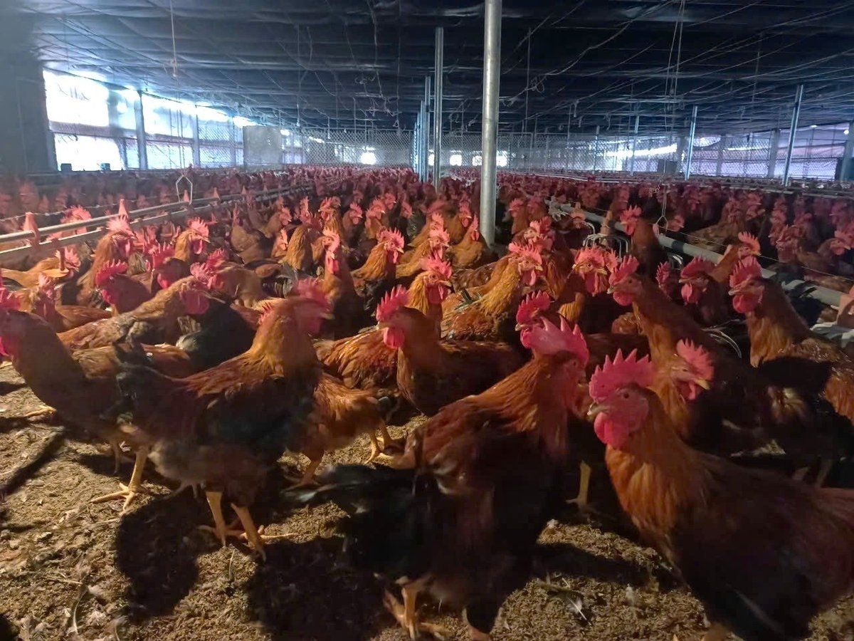 Підприємства забезпечують вирощуванням курей, їх годівлею та закуповують продукцію для людей. Фото: Чунг Дунг. Doanh nghiệp cung cấp giống gà, thức ăn, bao tiêu sản phẩm đầu ra cho người dân. Ảnh: Trung Dũng.