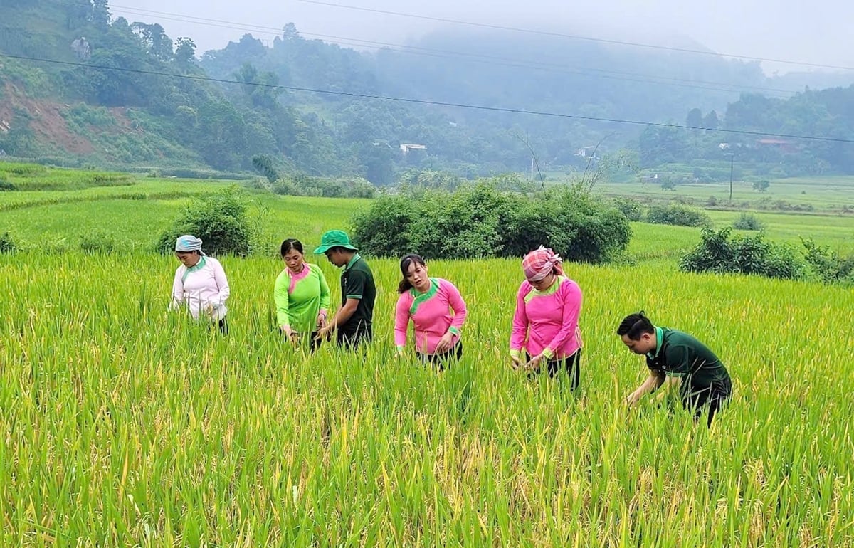 Cánh đồng lúa hữu cơ séng cù tại xã Bản Xèo, đang dần khẳng định tính hiệu quả trong nông nghiệp xanh tại Lào Cai. Ảnh : Bích Hợp.