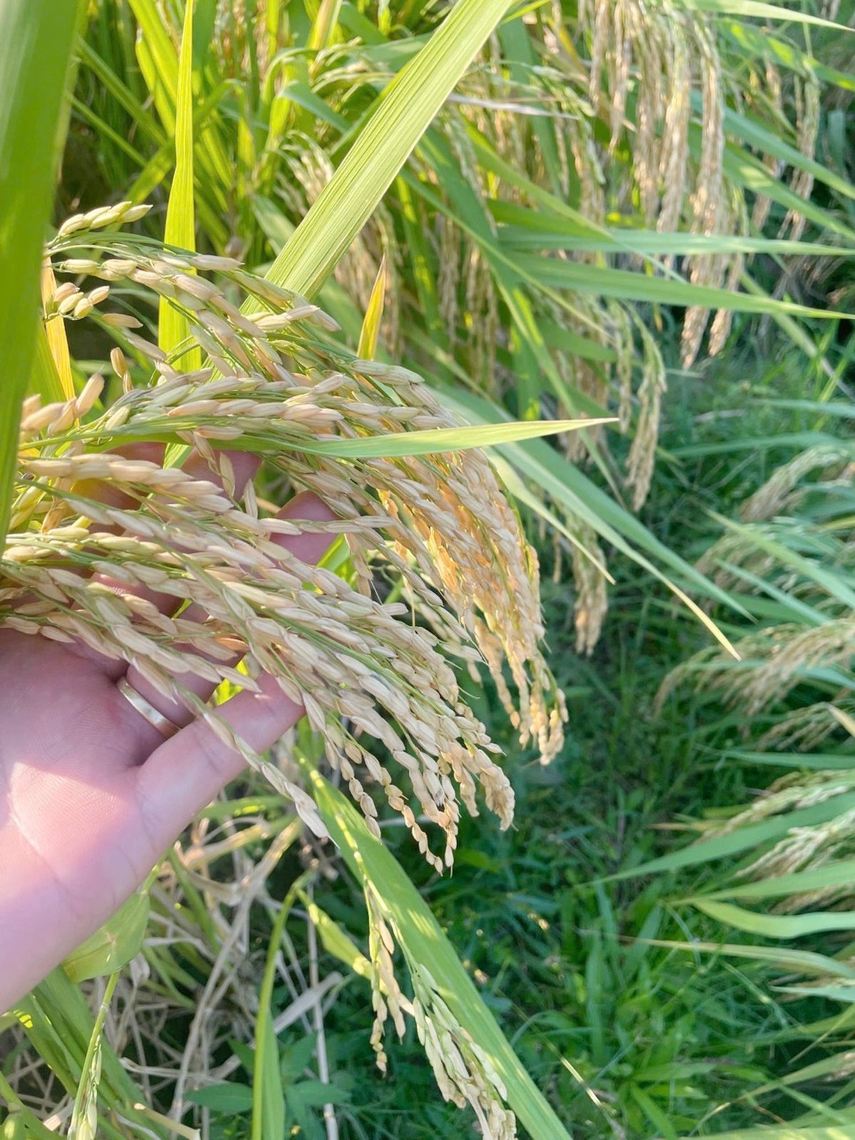 Canh tác hữu cơ, lời giải mới cho mục tiêu giảm phát thải trong sản xuất lúa tại Lào Cai. Ảnh: Bích Hợp.