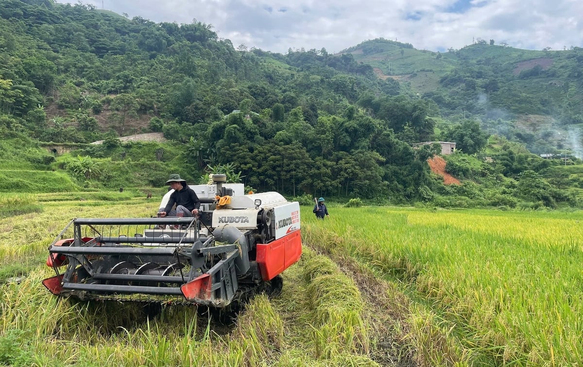 Người dân Bản Xèo, Lào Cai chọn trồng lúa bằng cách giữ đất, giữ môi trường xanh. Ảnh: Bích Hợp.
