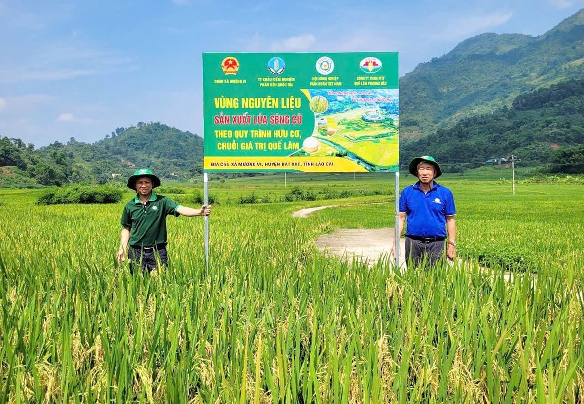 'Ba không' gồm không dùng phân hóa học, không thuốc trừ cỏ, không thuốc bảo vệ thực vật độc hại trong canh tác séng cù hữu cơ đã mang lại hiệu quả trong trồng lúa giảm phát thải khí nhà kính tại Bản Xèo, Lào Cai. Ảnh: Bích Hợp.