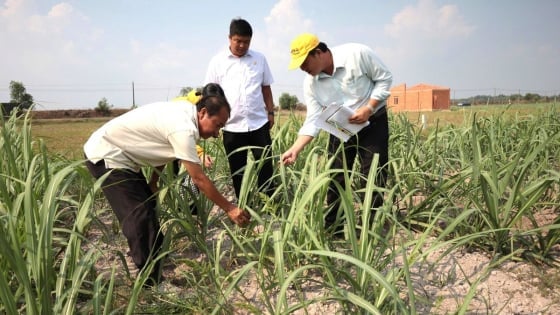 Làm chủ tri thức giảm nghèo: [Bài 4] Cây mía trở lại ánh hào quang