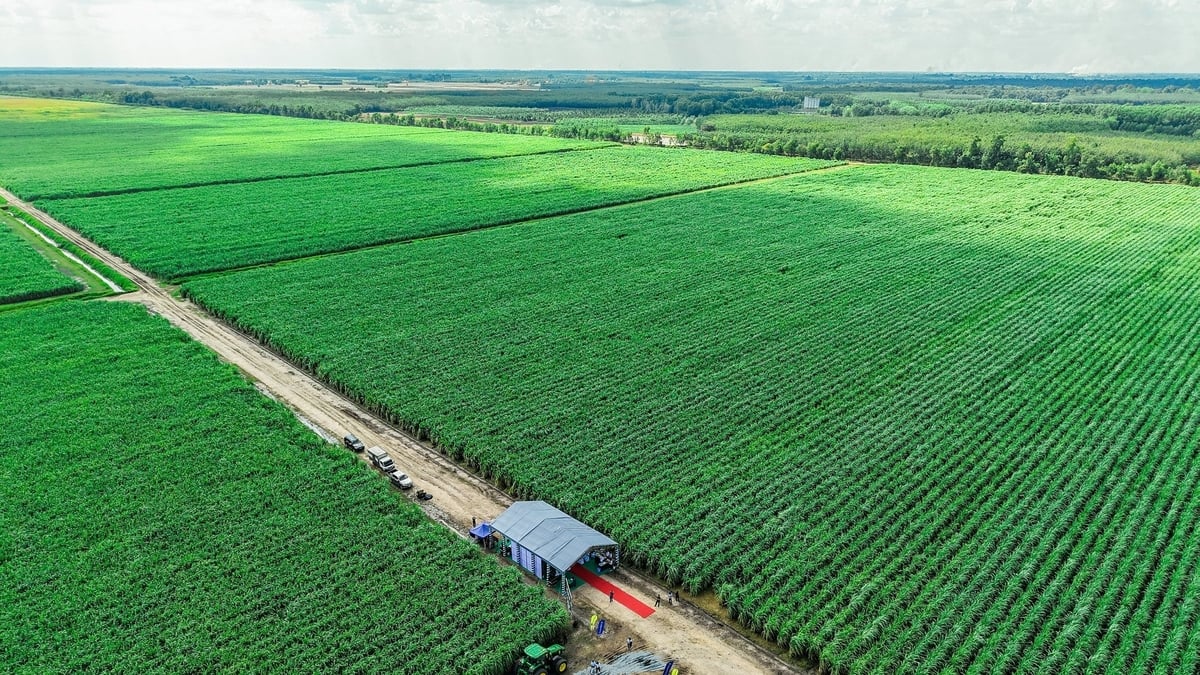 Cánh đồng mía tại khu vực biên giới Ninh Điền, tỉnh Tây Ninh. Ảnh: Trần Trung.