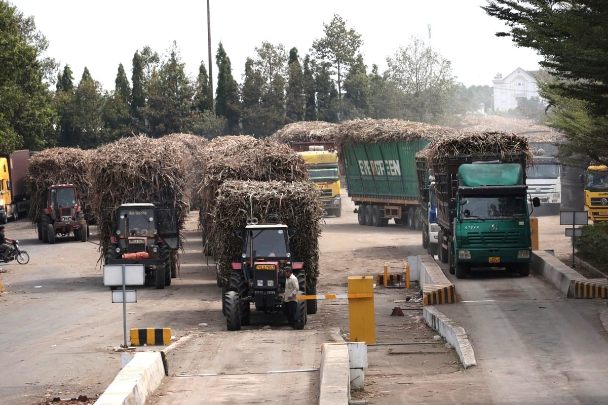 Ngành mía đường đang trở lại ánh hào quang, giúp nông dân nâng cao hiệu quả kinh tế, giảm nghèo bền vững. Ảnh: Trần Trung.