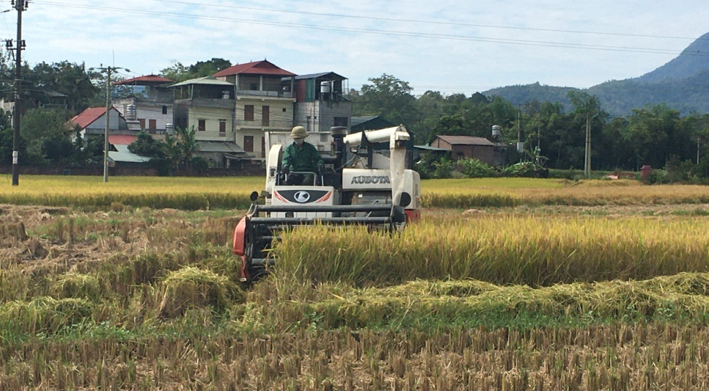 A Hoa An község gazdái betakarítják a téli-tavaszi rizstermést.