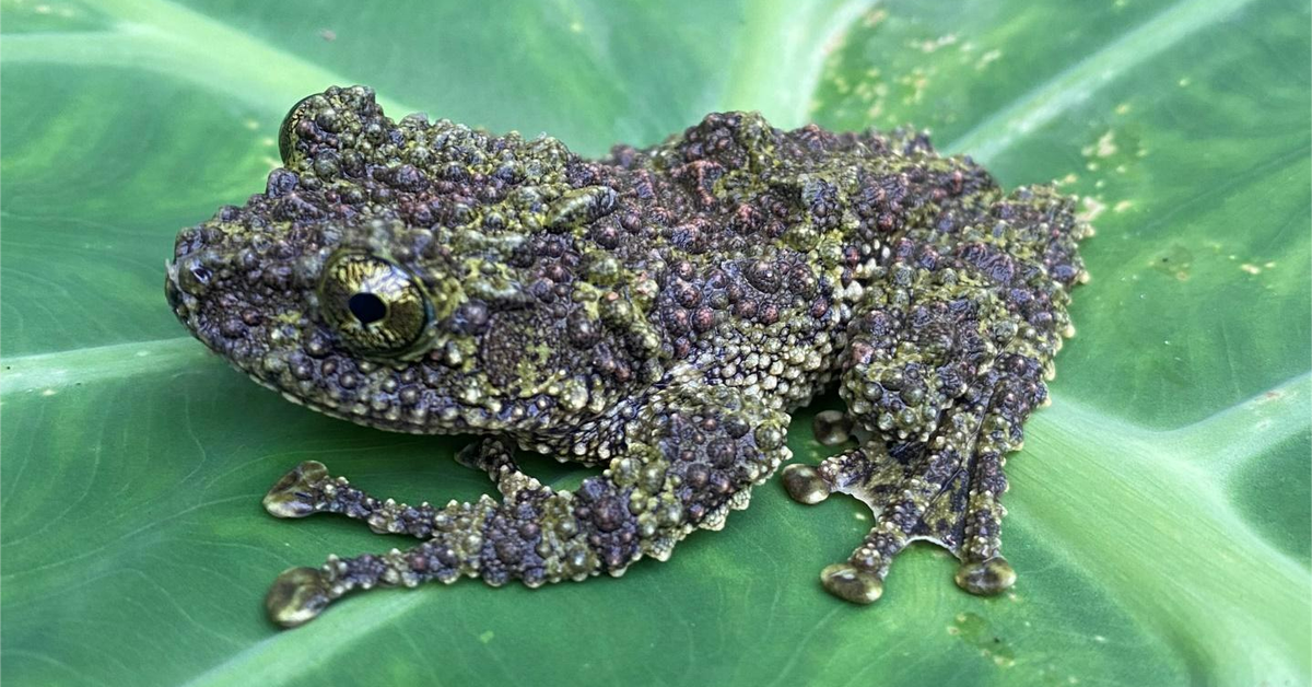 Phát hiện nhiều loài động vật quý hiếm tại rừng Pù Luông