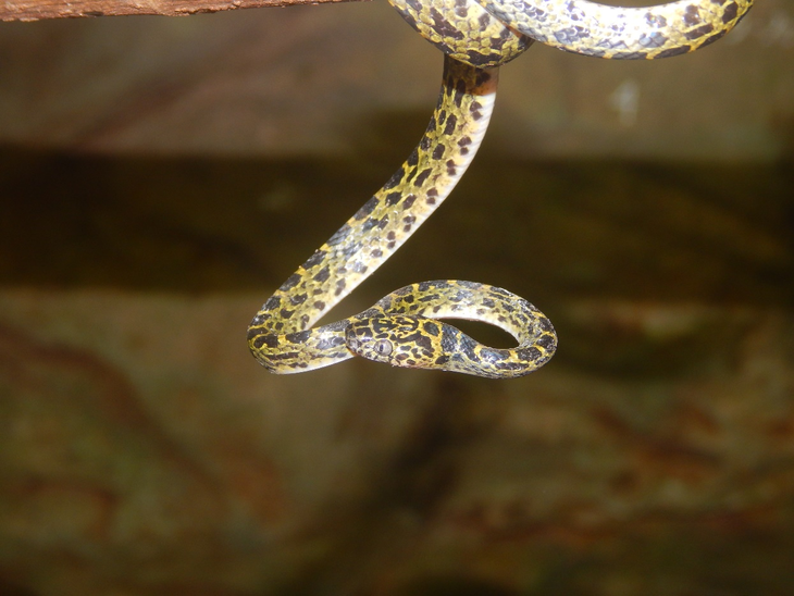 Pù Luông - Ảnh 3.