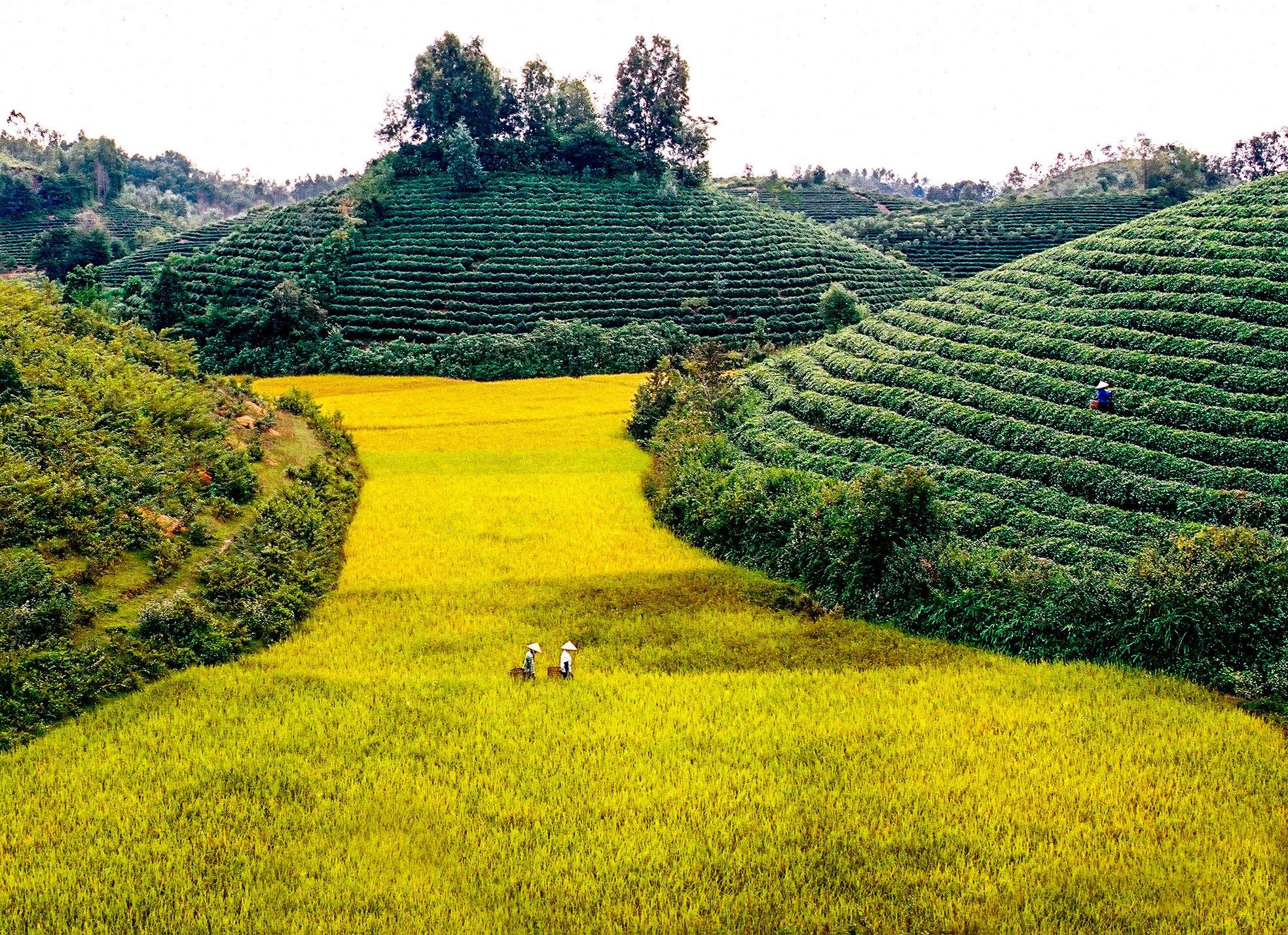 Thái Nguyên tăng số mã vùng trồng lên 151