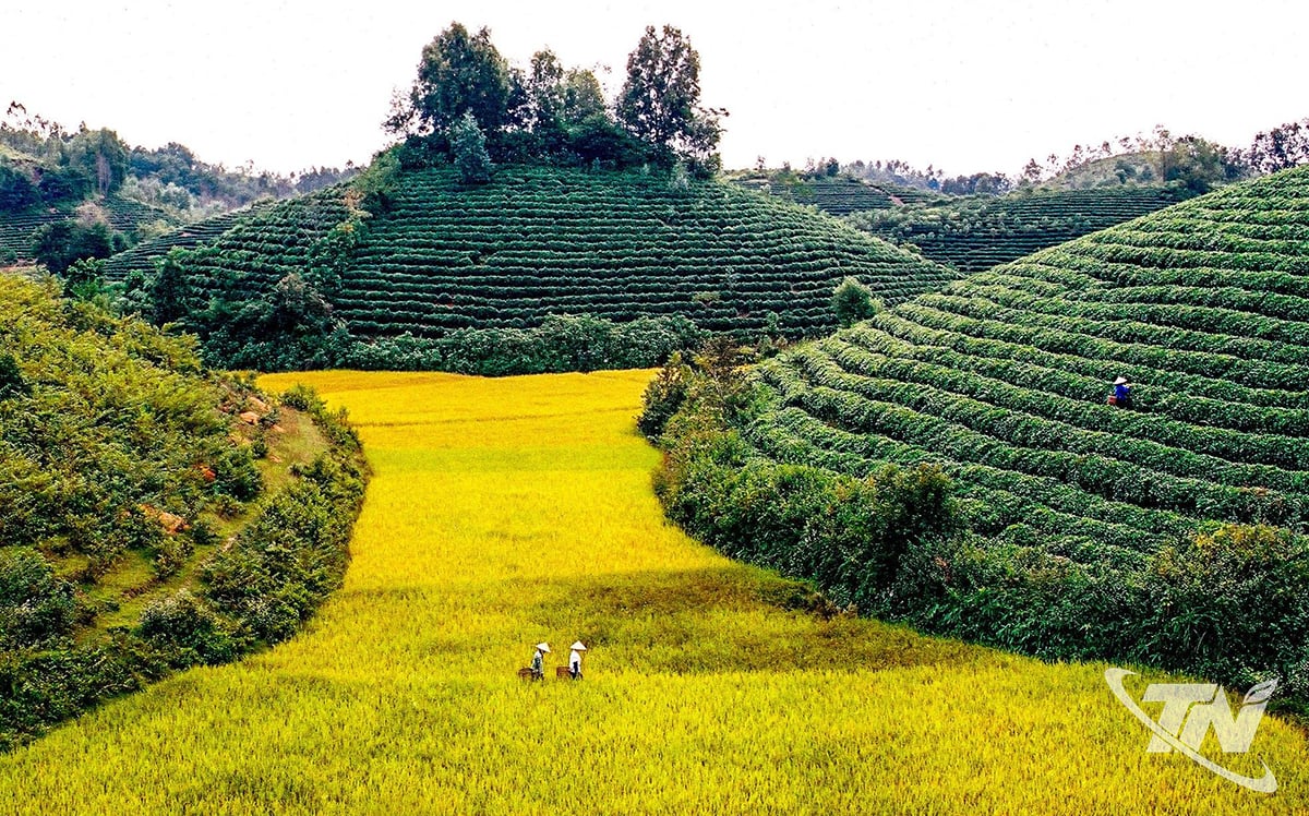 Chè và lúa là những loại cây trồng có số mã vùng trồng lớn của tỉnh Thái Nguyên.