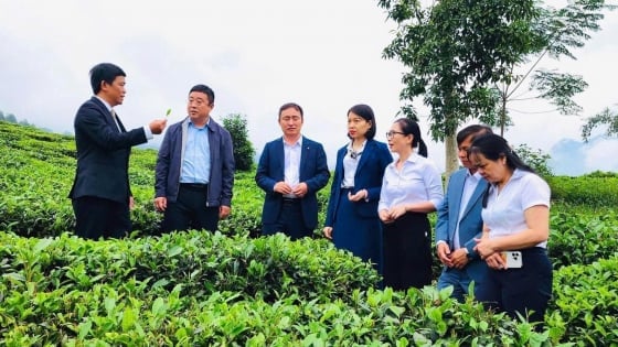 Lào Cai – Hà Khẩu tăng cường hợp tác lĩnh vực nông nghiệp