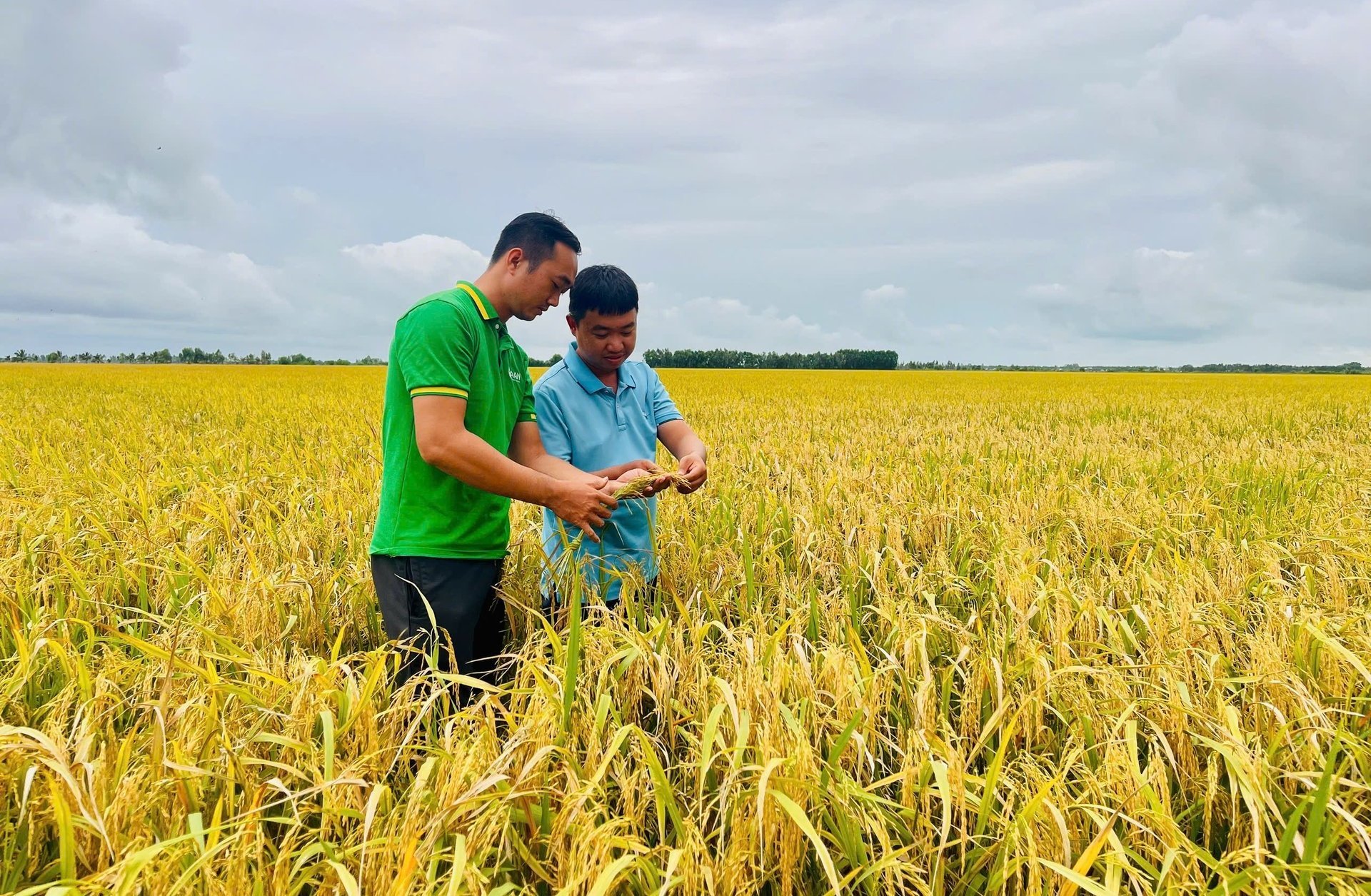 Tại các vùng nguyên liệu mà bà con tuân thủ đúng quy trình sản xuất và đáp ứng yêu cầu về an toàn dư lượng thuốc bảo vệ thực vật, A An sẽ thưởng thêm 300 - 500 đồng/kg vào giá thu mua lúa. Ảnh: Hồng Thắm.