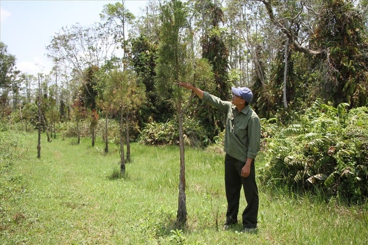 Thủy tùng Tây Nguyên: Khôi phục nguồn gen quý hiếm và mở hướng phát triển lâm nghiệp bền vững - Ảnh 1.