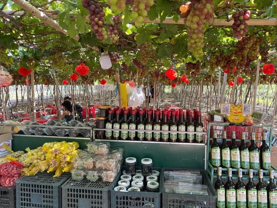 Ciorchini dolofani de struguri la podgoria Thai An, lângă Parcul Național Nui Chua.