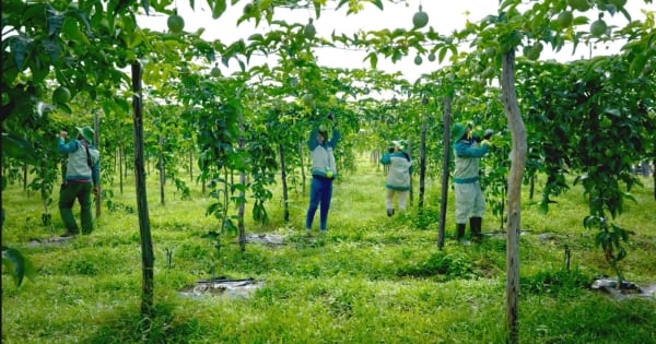 Vietnam Foodexpo 2025: Lời tri ân của Sao Mai và khát vọng mang nông sản Việt vươn xa